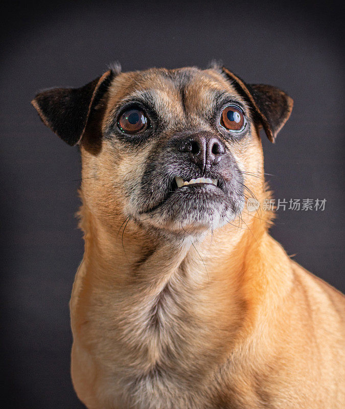 黑色背景上的' JUG '狗的肖像。壶犬是哈巴狗和杰克罗素梗的杂交品种。它们的繁殖保留了哈巴狗的基本特征，但减少了哈巴狗臭名昭著的呼吸问题。
